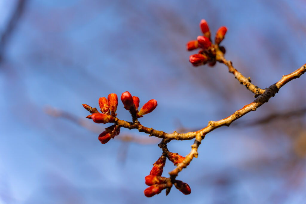 河口湖の桜