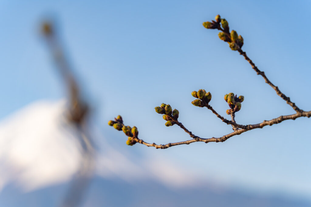 河口湖の桜