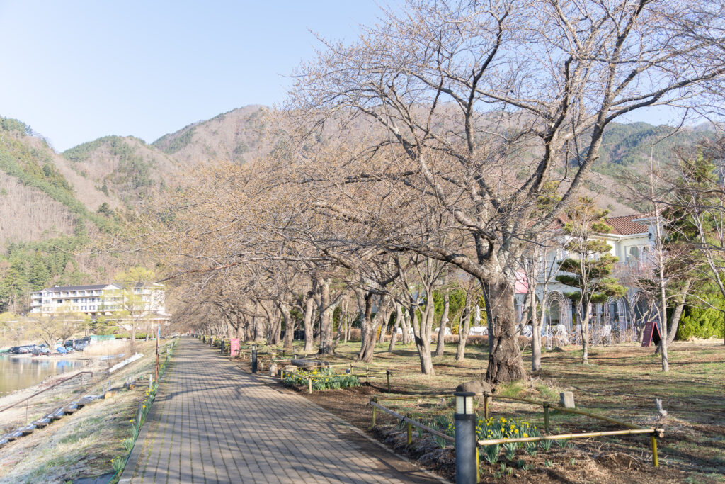 河口湖の桜