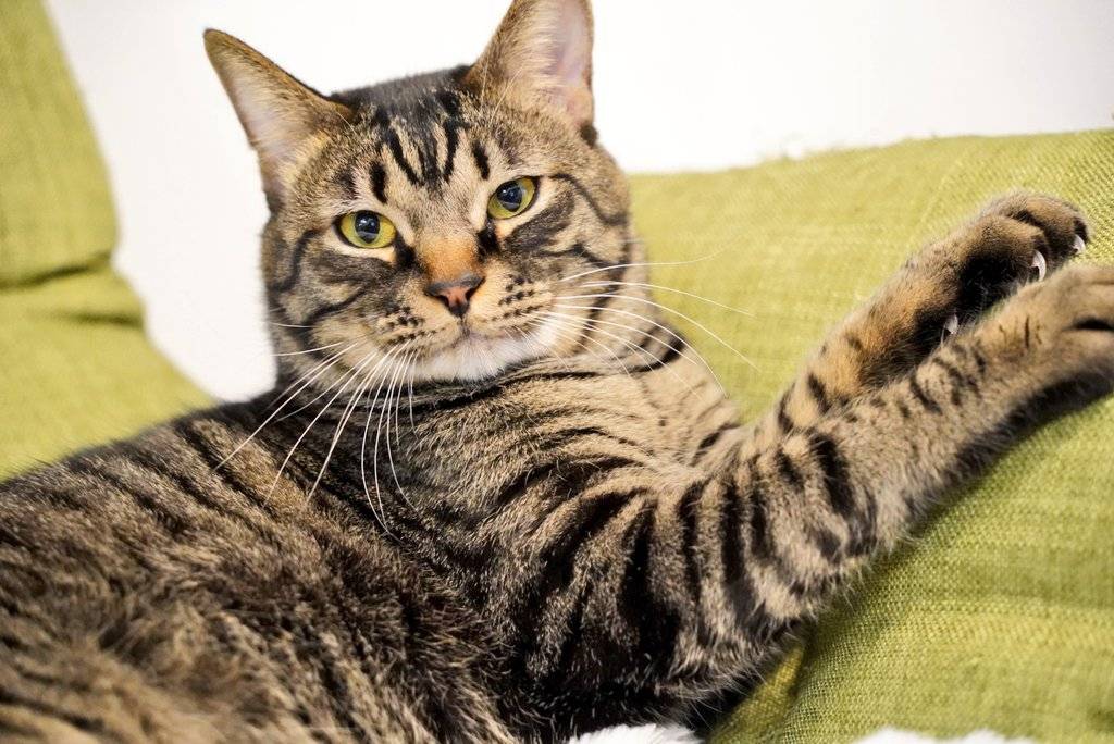 アトリエ高菜先生