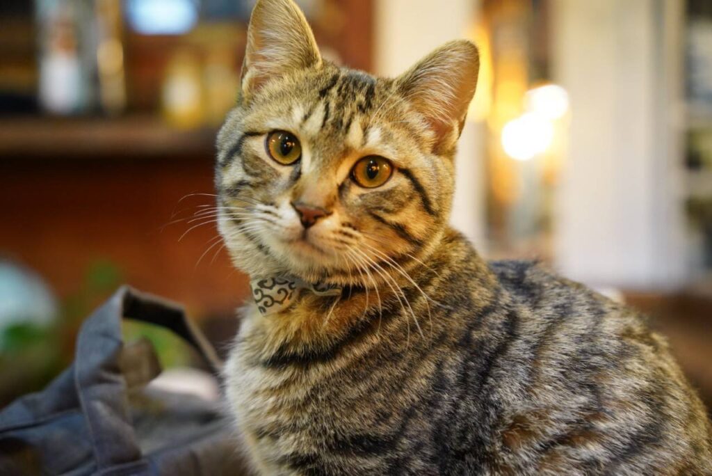 アトリエ高菜先生